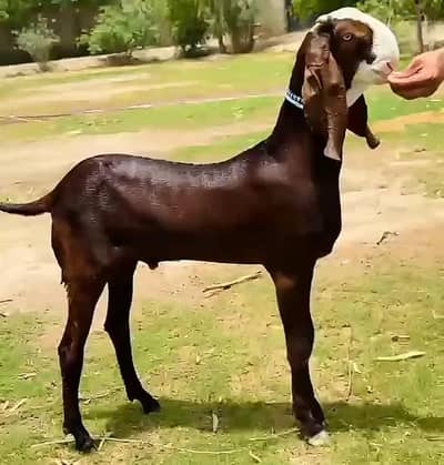 Desi Bakra For Sale Urgent
