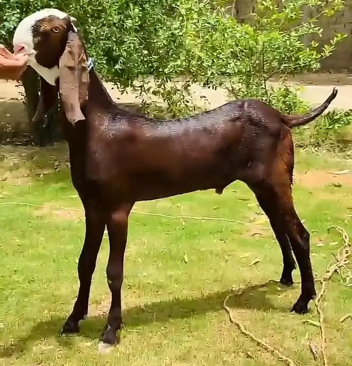 Desi Bakra For Sale Urgent — photo 2