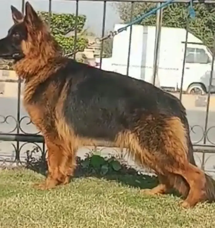 German Shepherd (Long Coat) Female – Available for Sale/ 03218617598 — photo 2