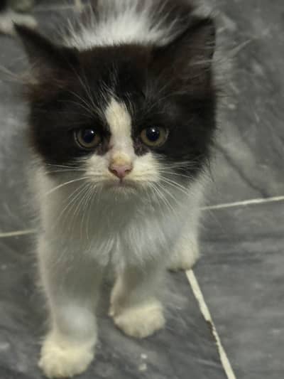 For Sale kitten