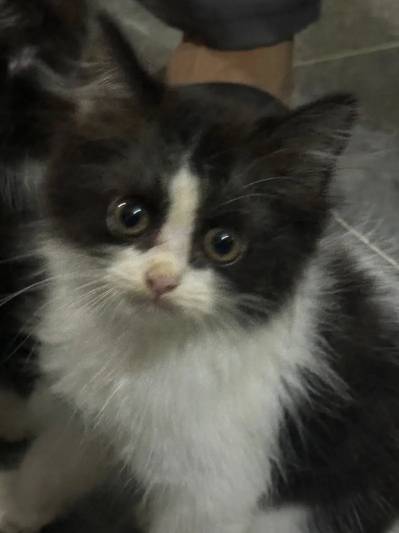 For Sale kitten — photo 2