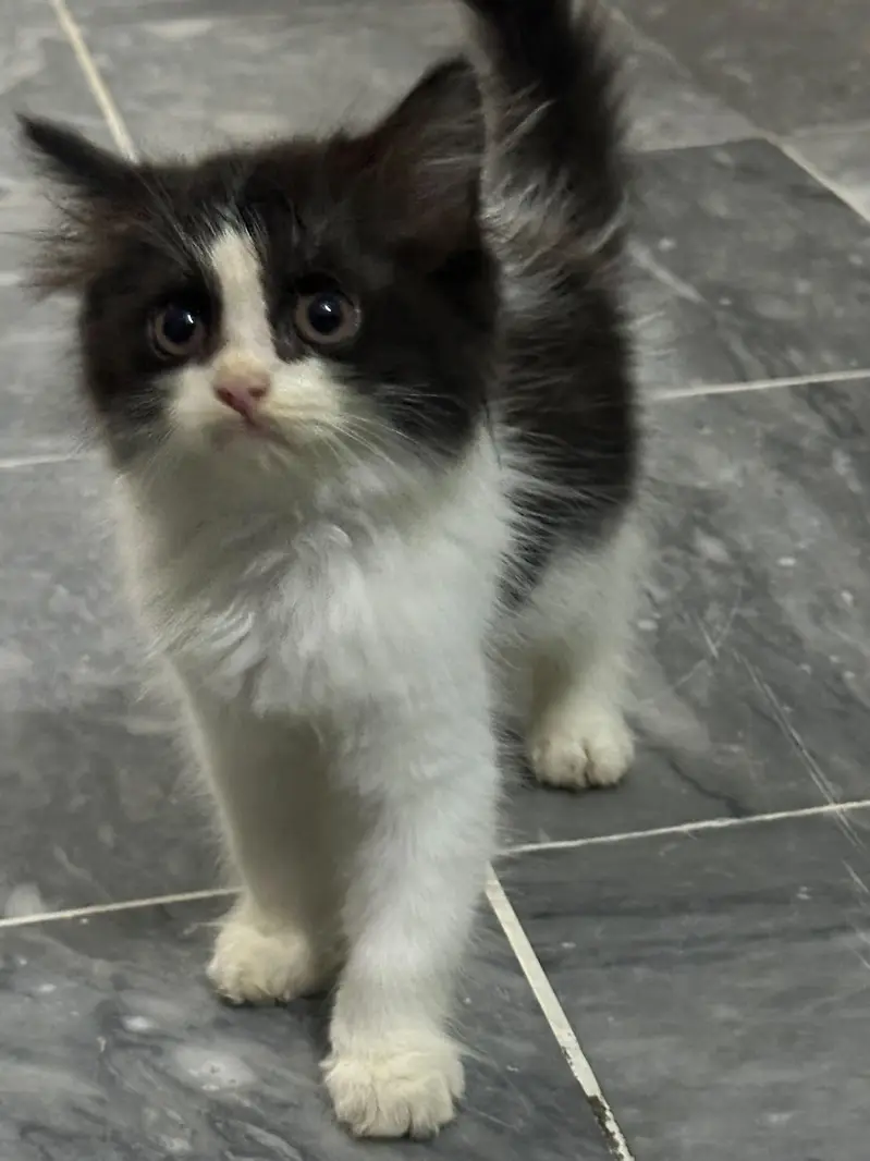 For Sale kitten — photo 4