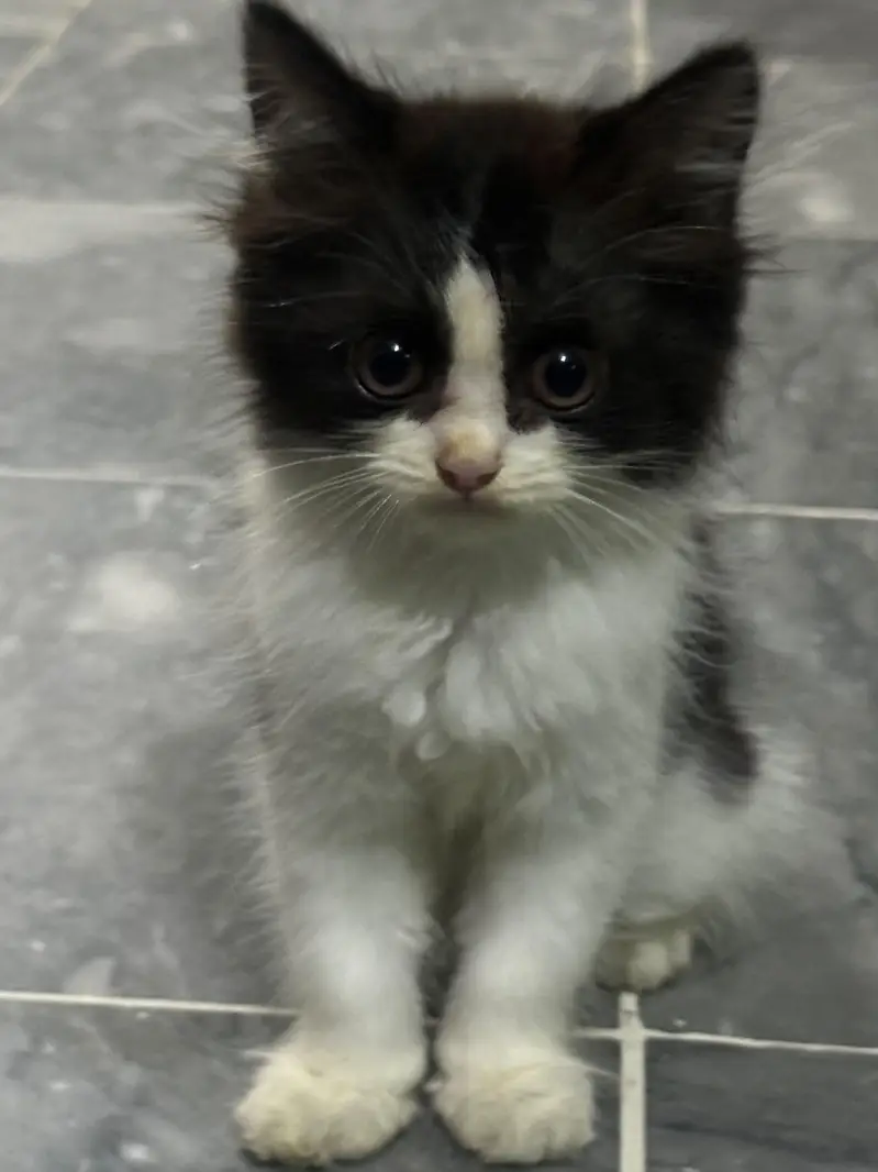 For Sale kitten — photo 5