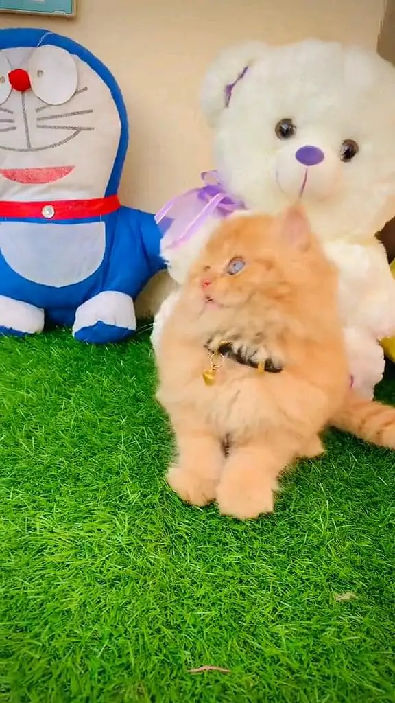 Persian cat and kitten available WhatsAp o34o143oo37 — photo 4