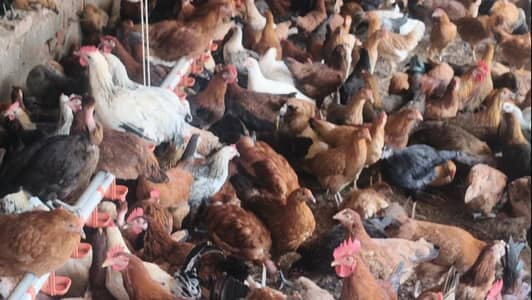 Golden misri hens for sale