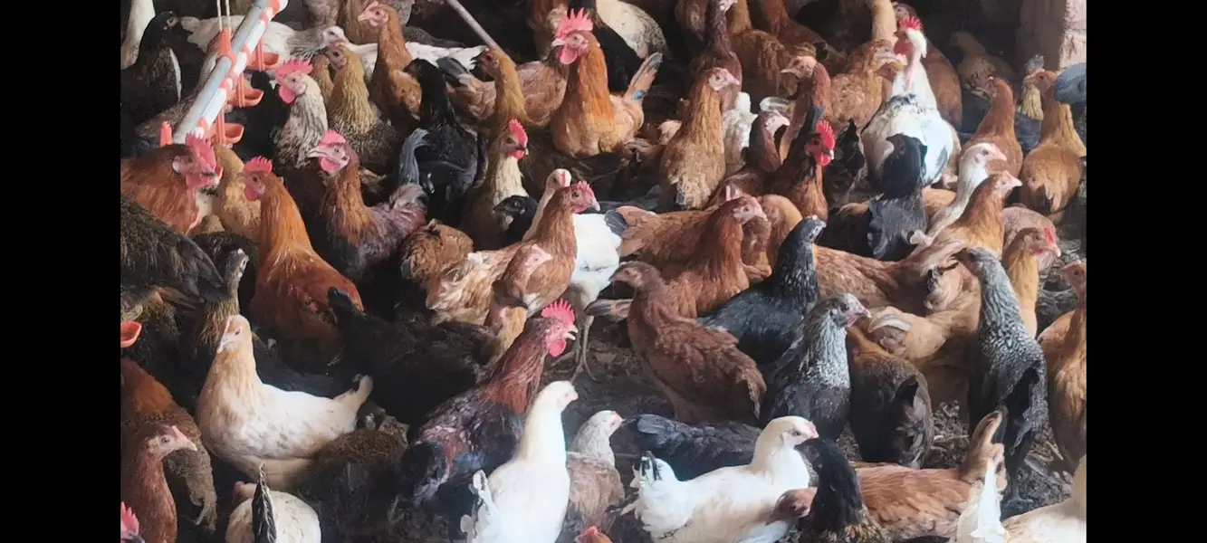 Golden misri hens for sale — photo 2