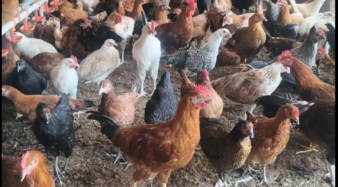 Golden misri hens for sale — photo 3