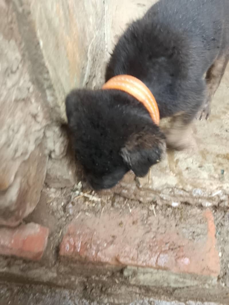German shepherd 2