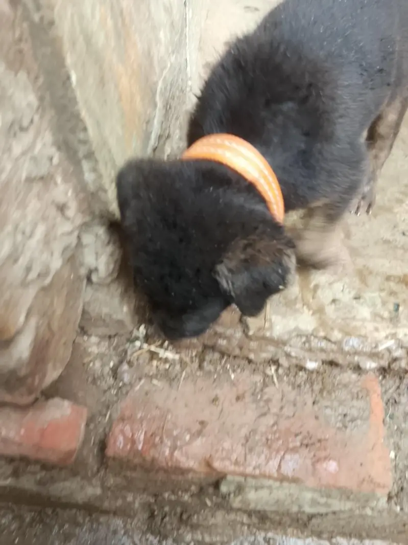 German shepherd — photo 3