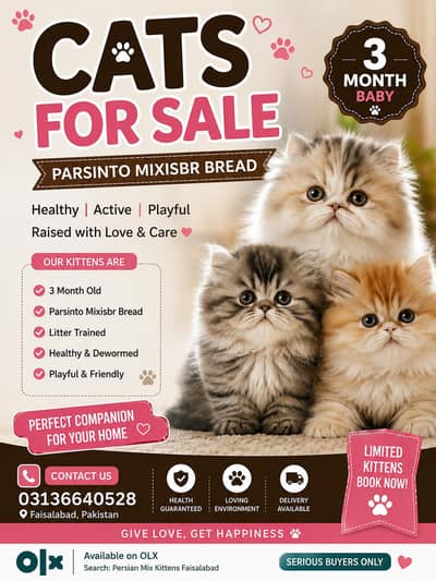 Persian Mix Kittens for Sale – 3 Months Old