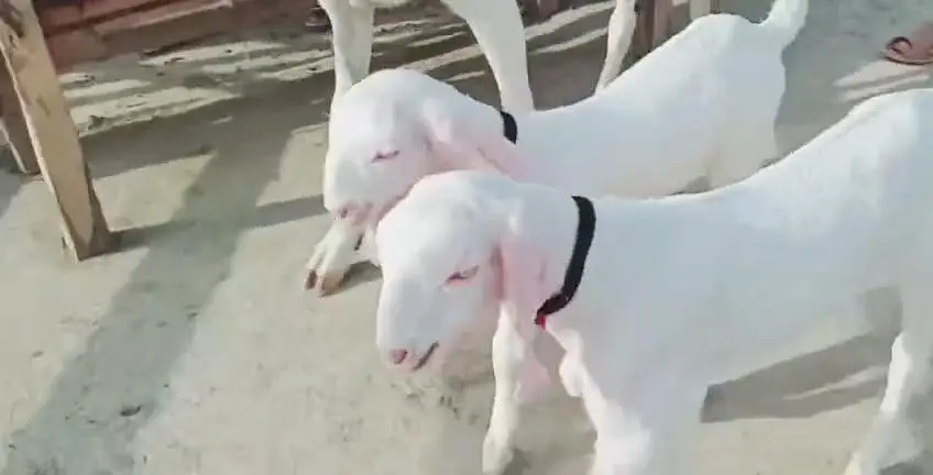 2 bacchon wali bakri gulabi for sale call+03253270474 — photo 3