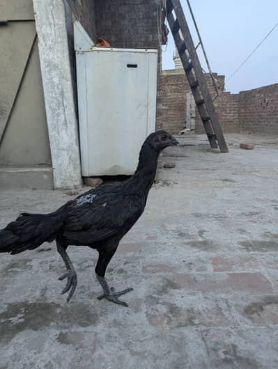 aseel dragon black skin