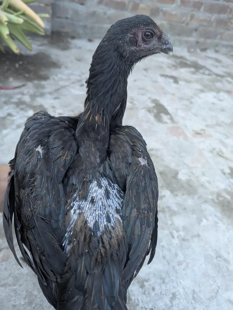 aseel dragon black skin — photo 3