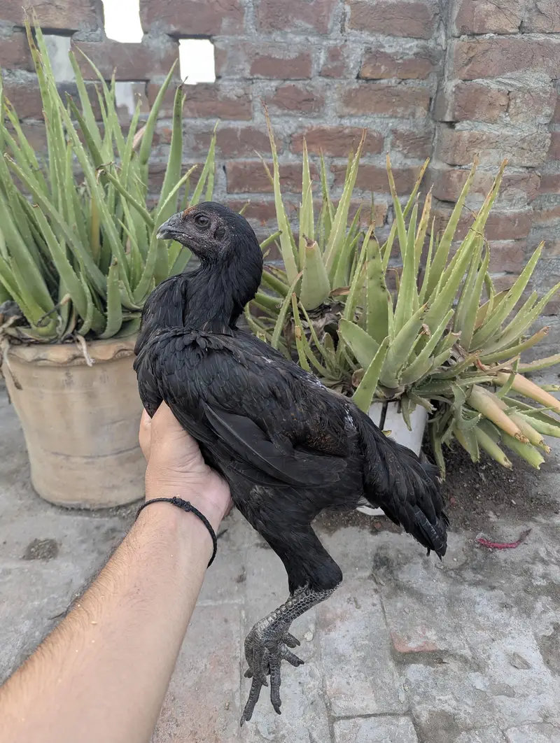 aseel dragon black skin — photo 4