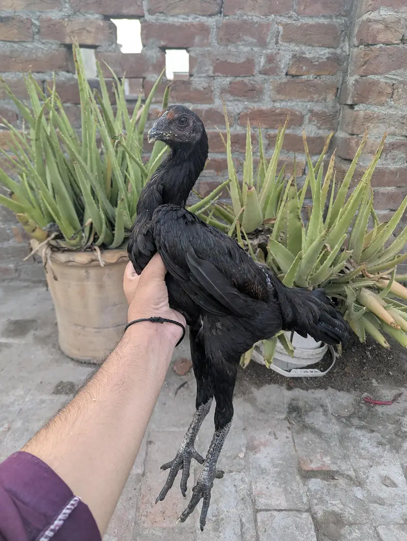 aseel dragon black skin — photo 5