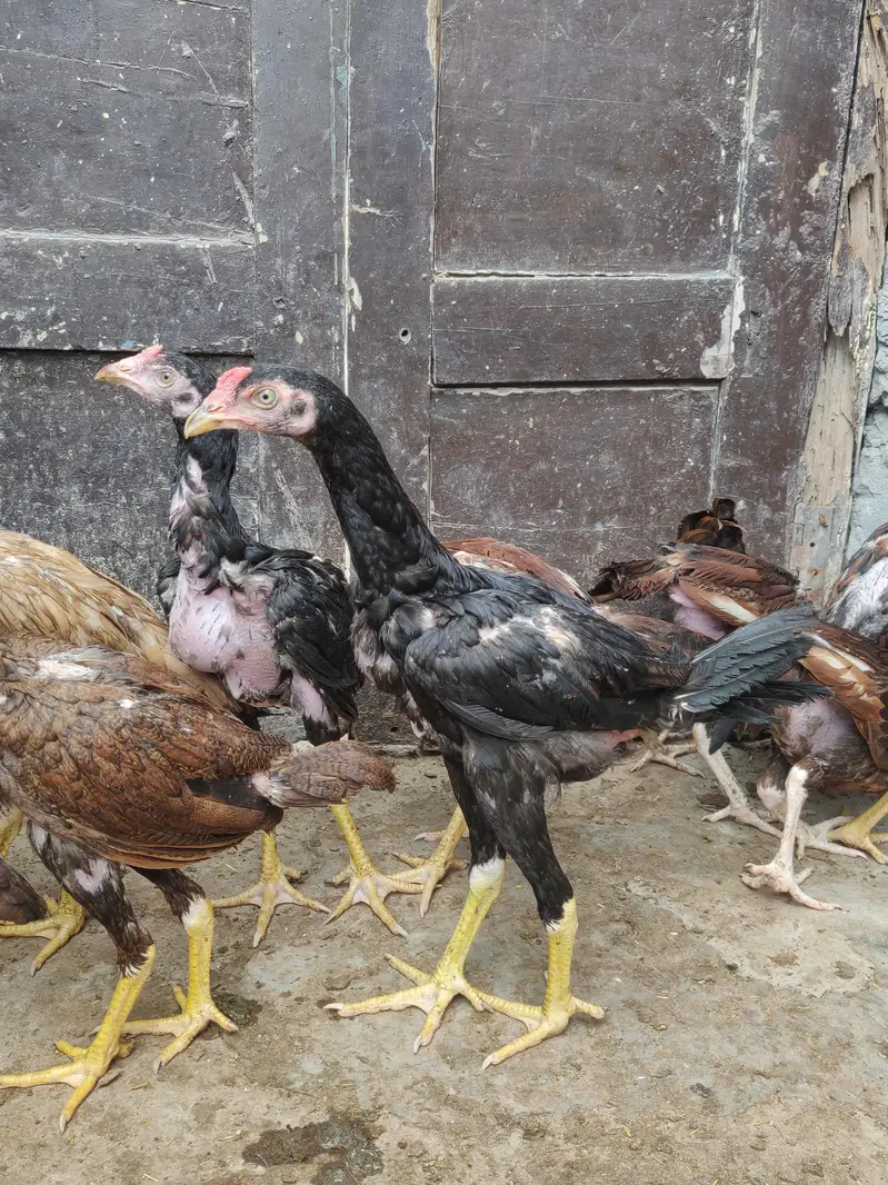 Thai Aseel pathay pathian sale hain — photo 3