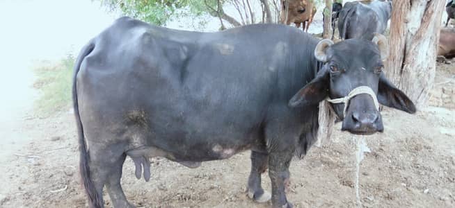 beautiful buffalo for sale