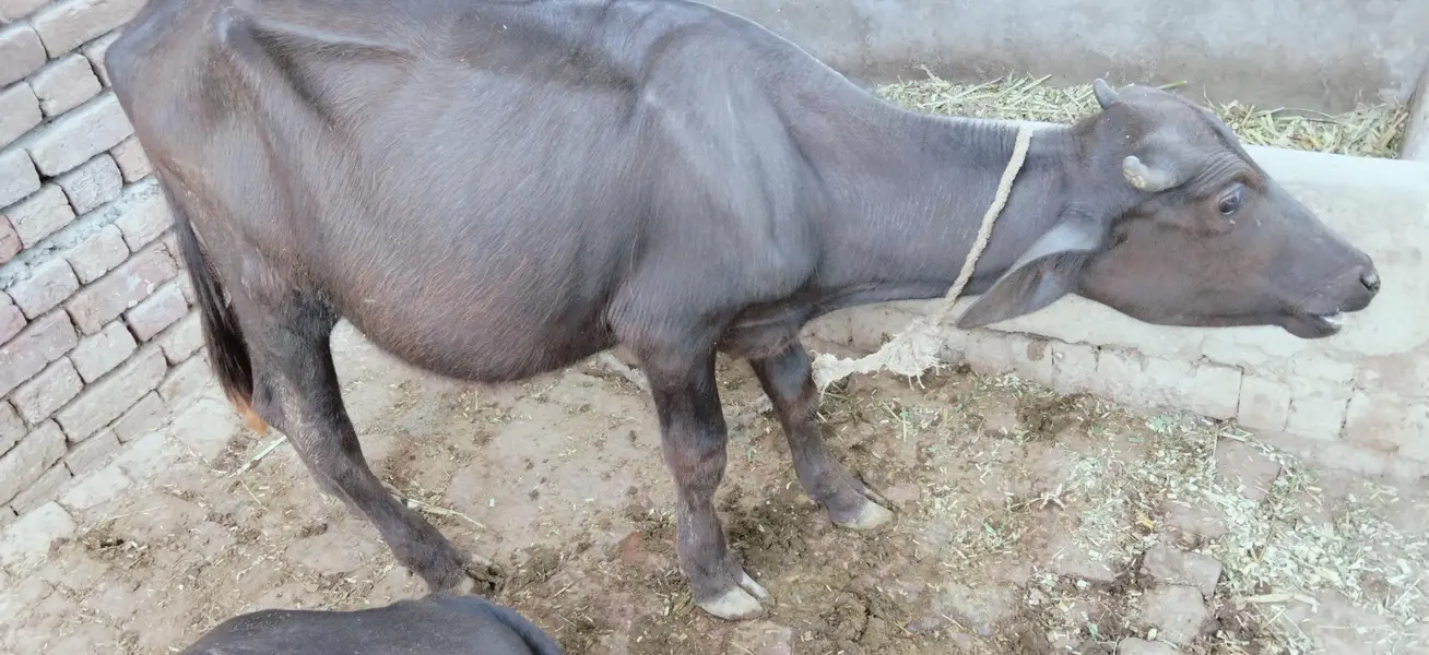 beautiful buffalo for sale — photo 2