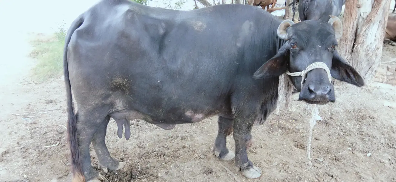 beautiful buffalo for sale — photo 3