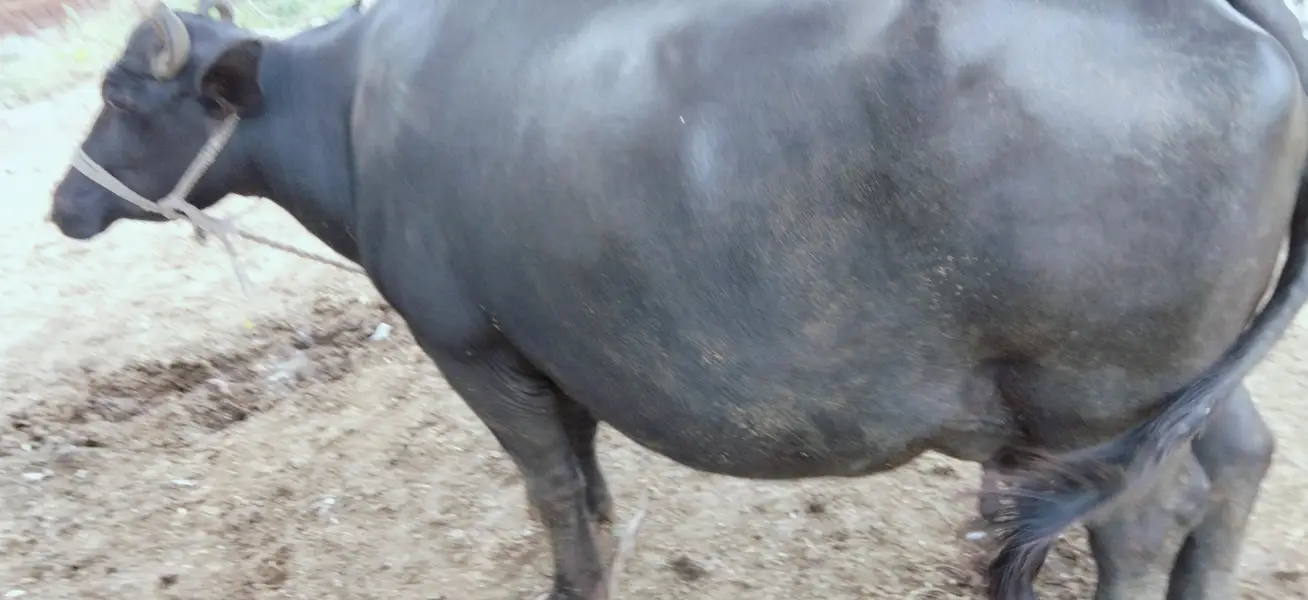 beautiful buffalo for sale — photo 6