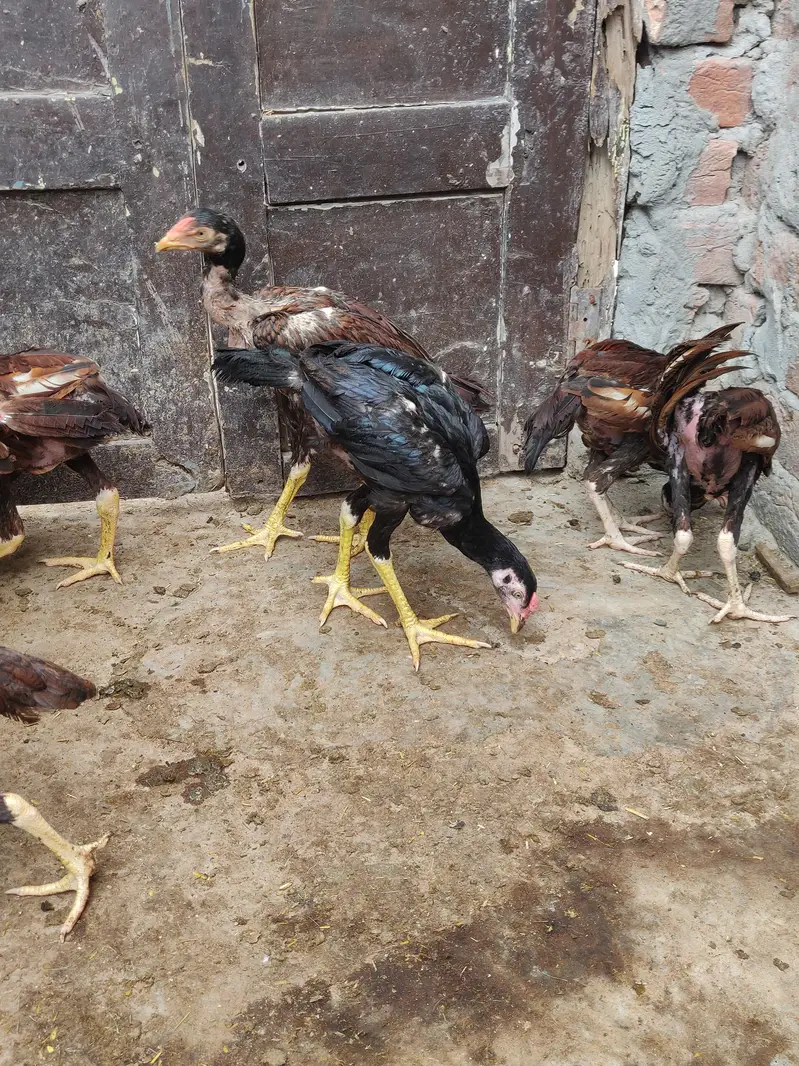 Thai Aseel pathay pathian sale hain — photo 5