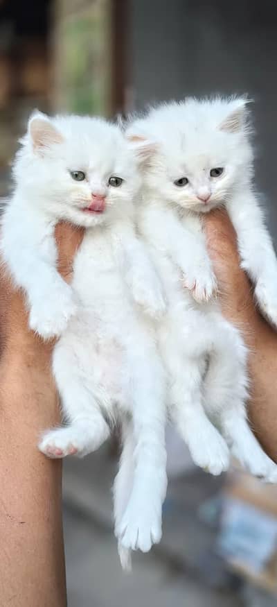 Persian cat and kitten available WhatsAp o34o143oo37