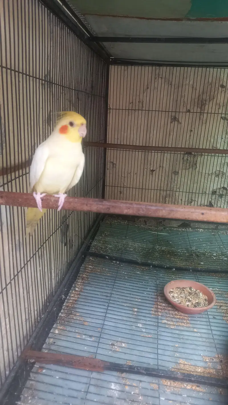common white cocktail — photo 2