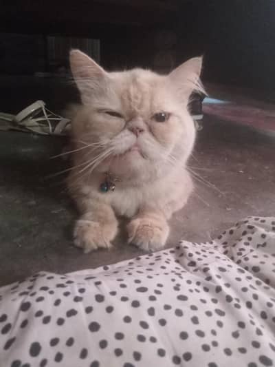 punch face persian cat 