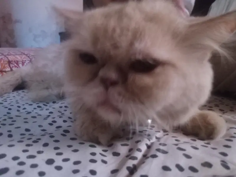 punch face persian cat  — photo 2