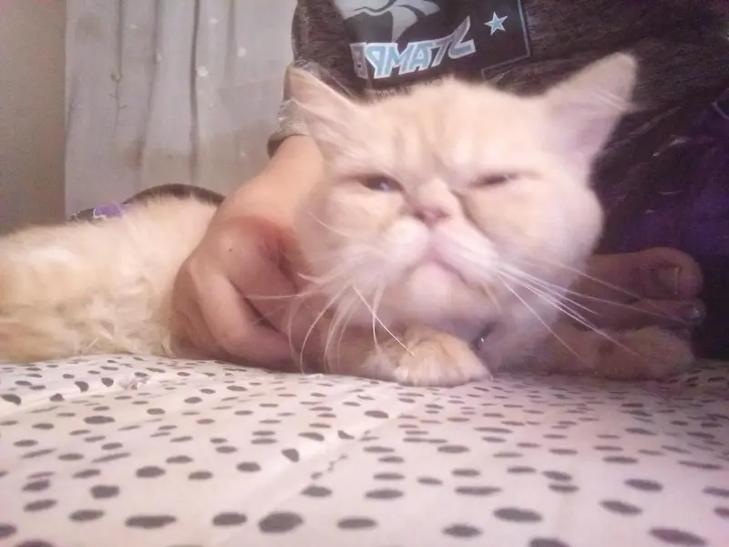 punch face persian cat  — photo 3