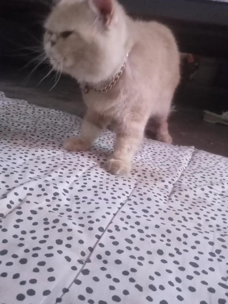 punch face persian cat  — photo 4