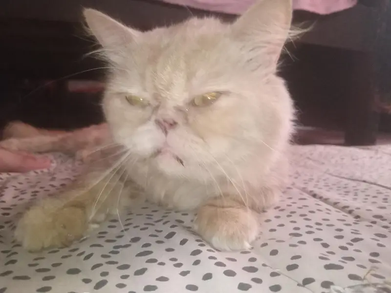 punch face persian cat  — photo 5