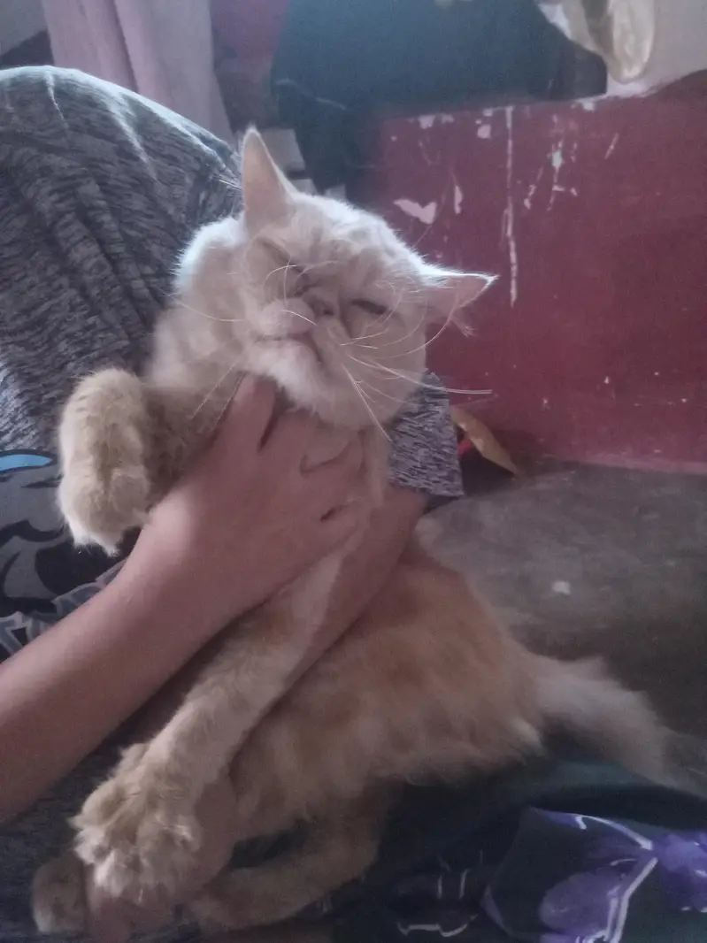 punch face persian cat  — photo 6