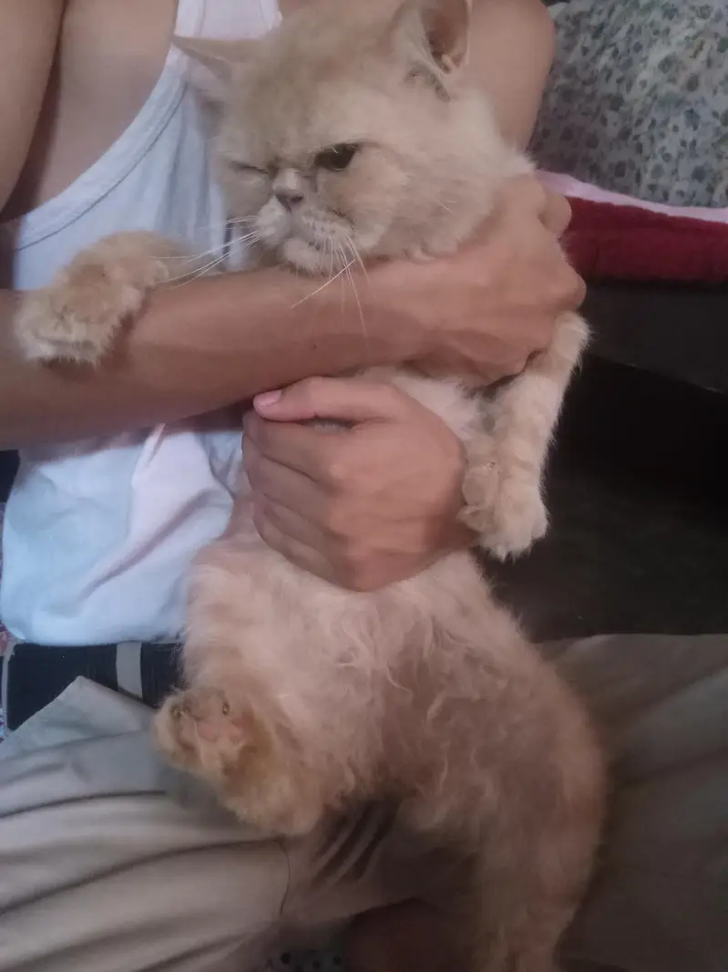 punch face persian cat  — photo 7
