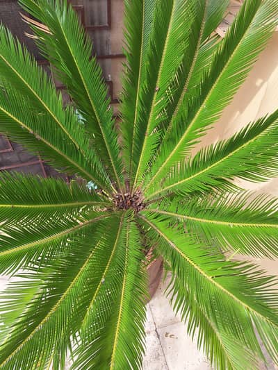 Kanghi Palm (outdoor/indoor plant) available at Dharuggi Rajgan