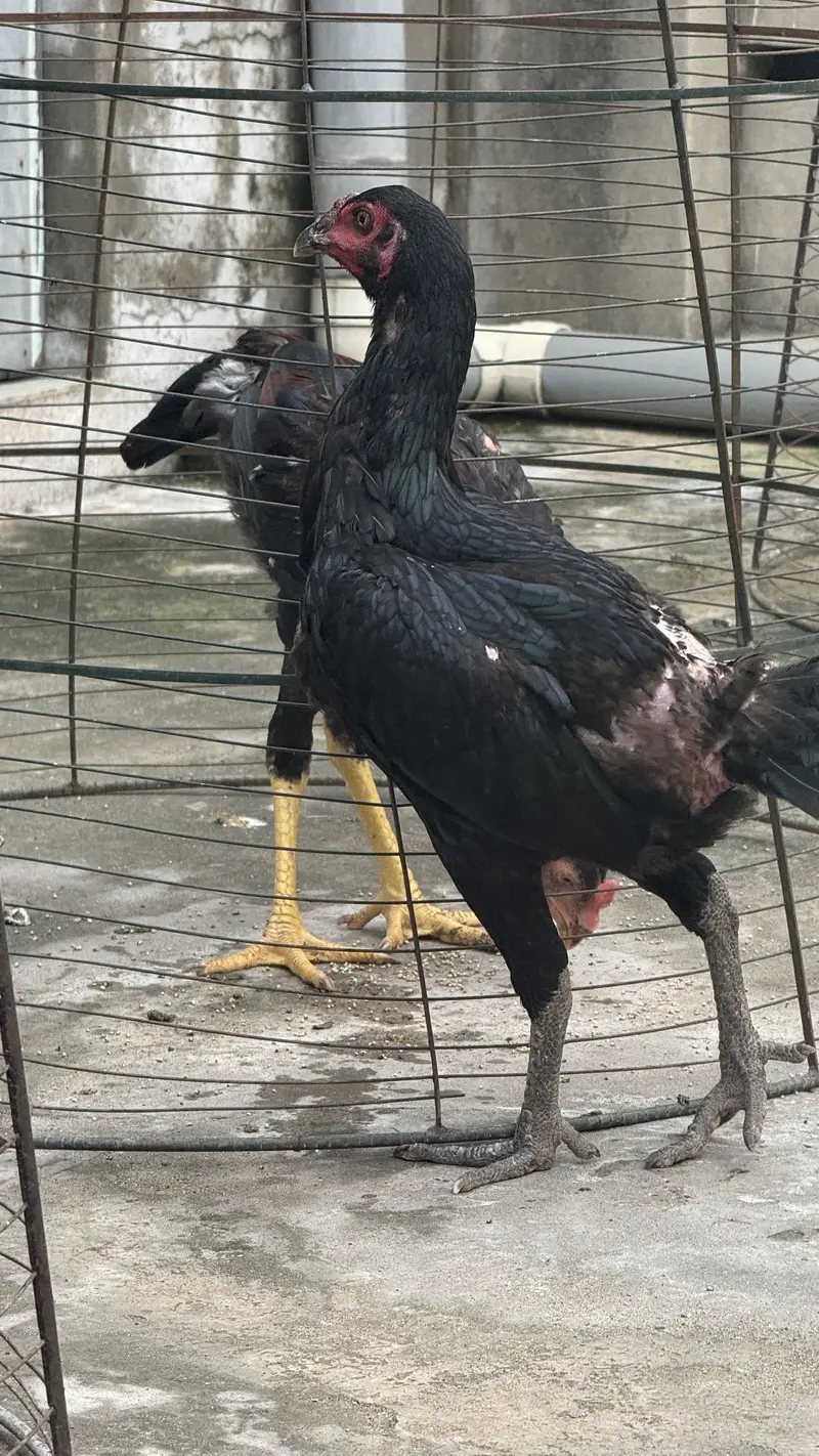 Thai aseel + turkish hint — photo 3