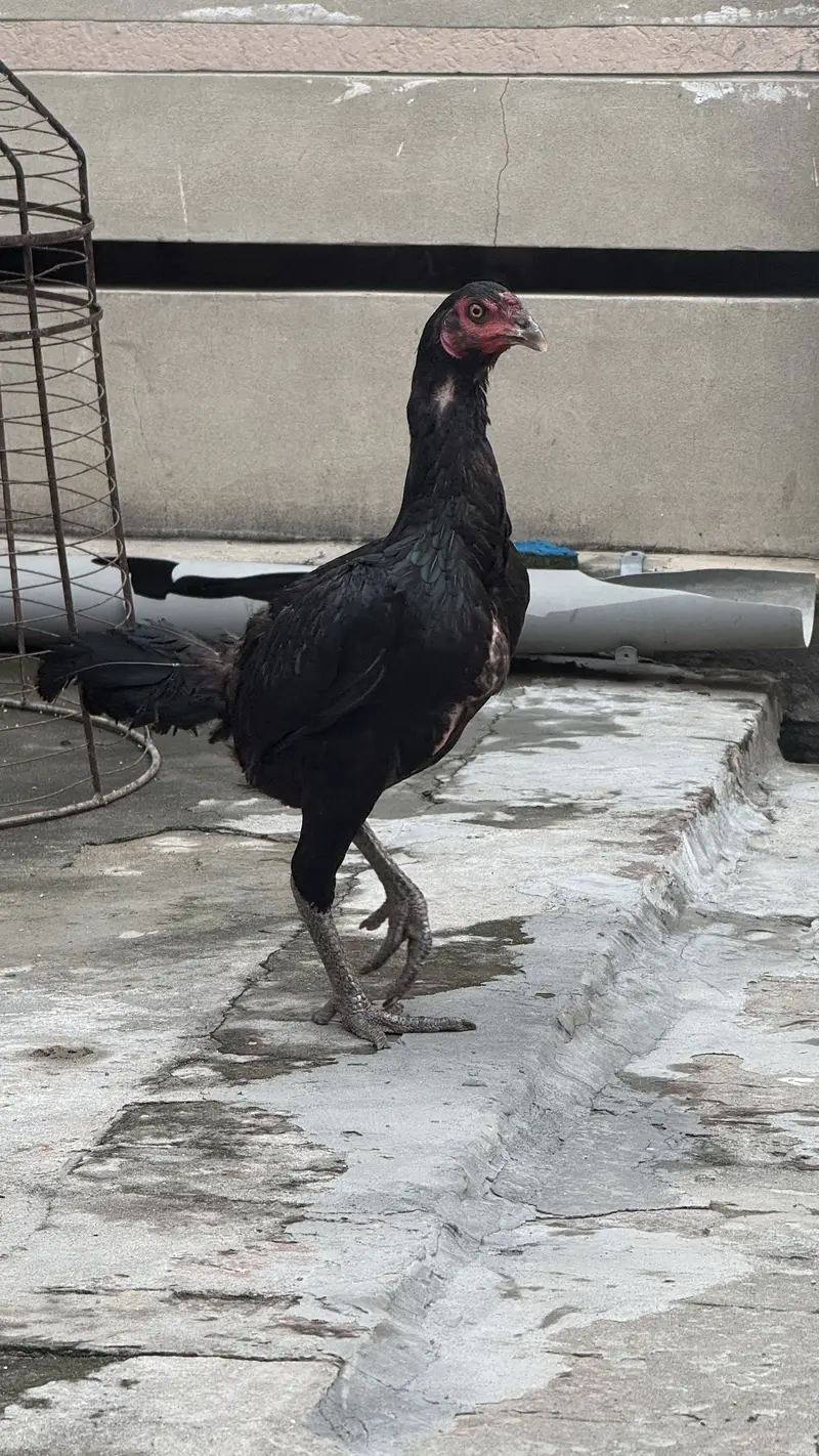 Thai aseel + turkish hint — photo 2