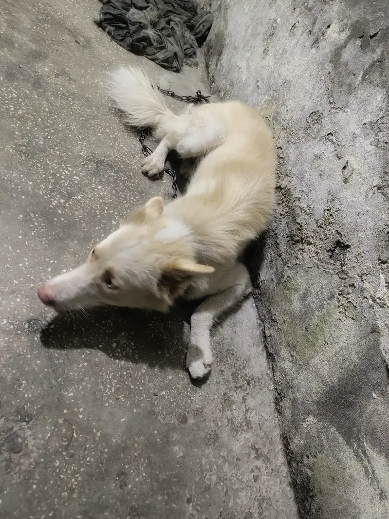 Urgent sale jisny lyna ha wohi rabta kary — photo 2