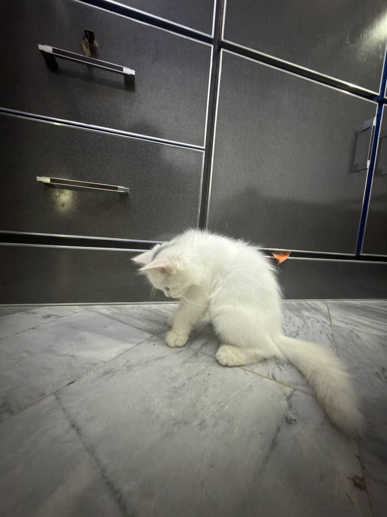 Kitty triple coated 1