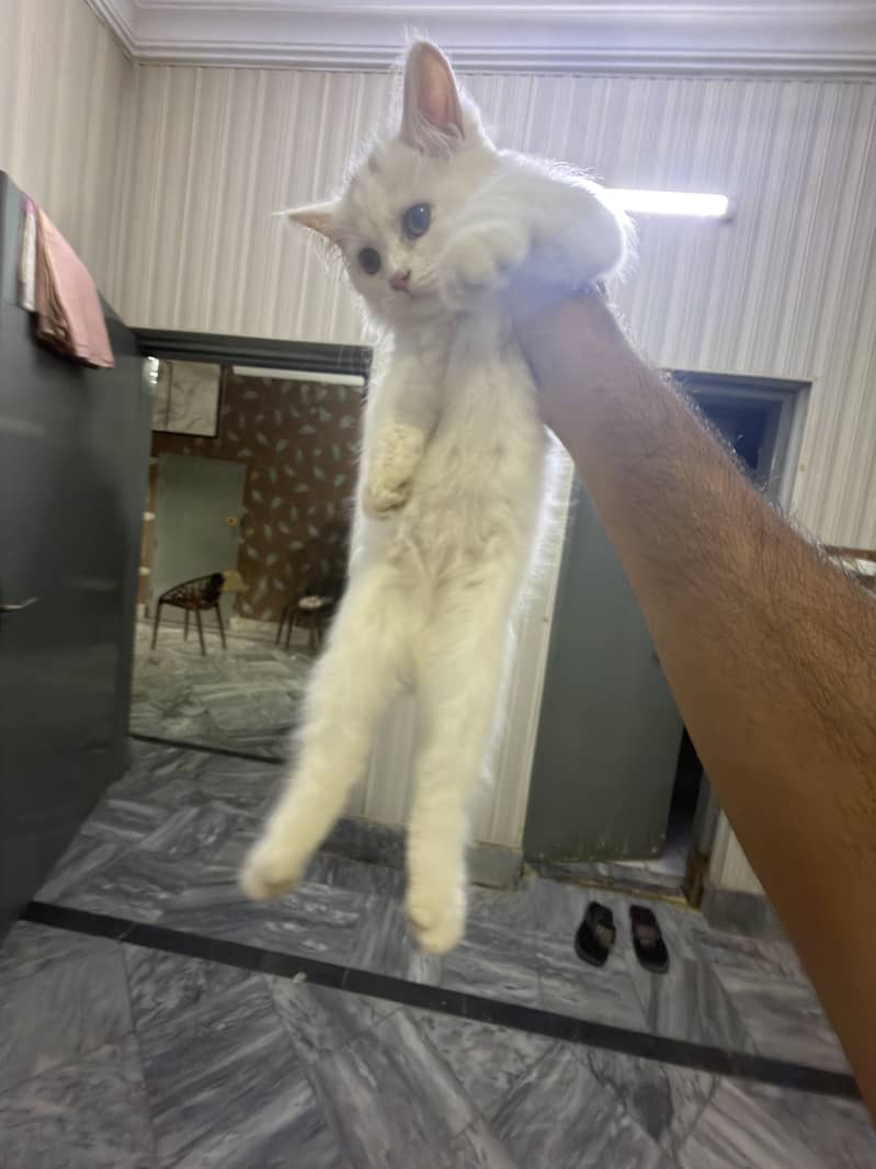 Kitty triple coated 2