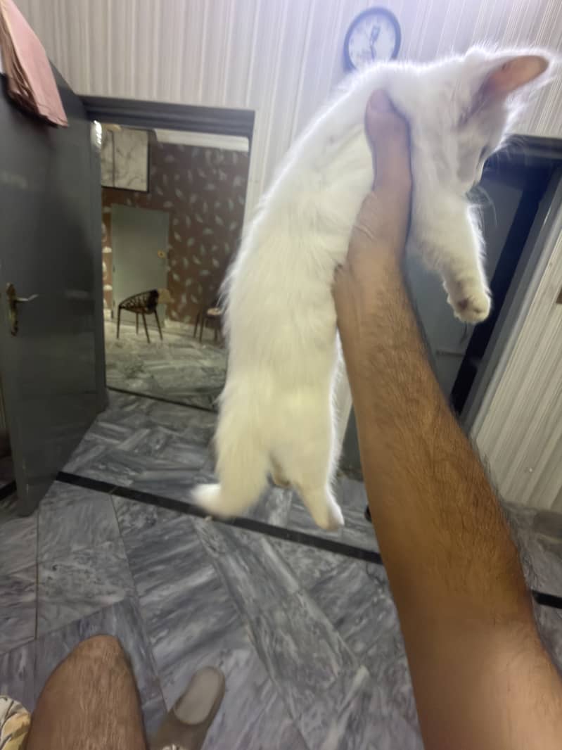 Kitty triple coated 3
