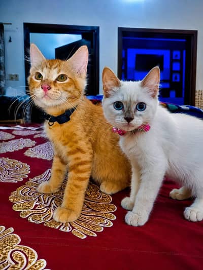 KITTENS FOR SALE 
