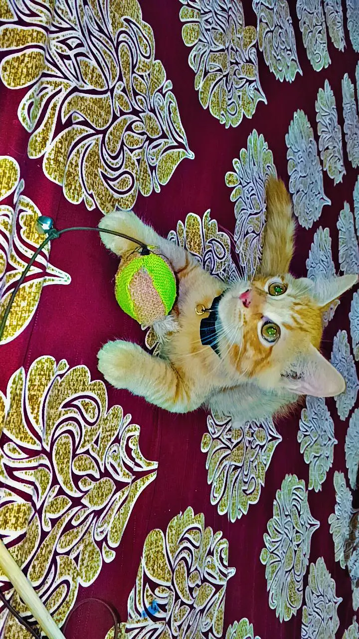 KITTENS FOR SALE  — photo 7