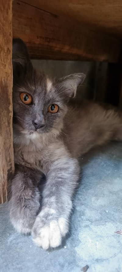 persian cat