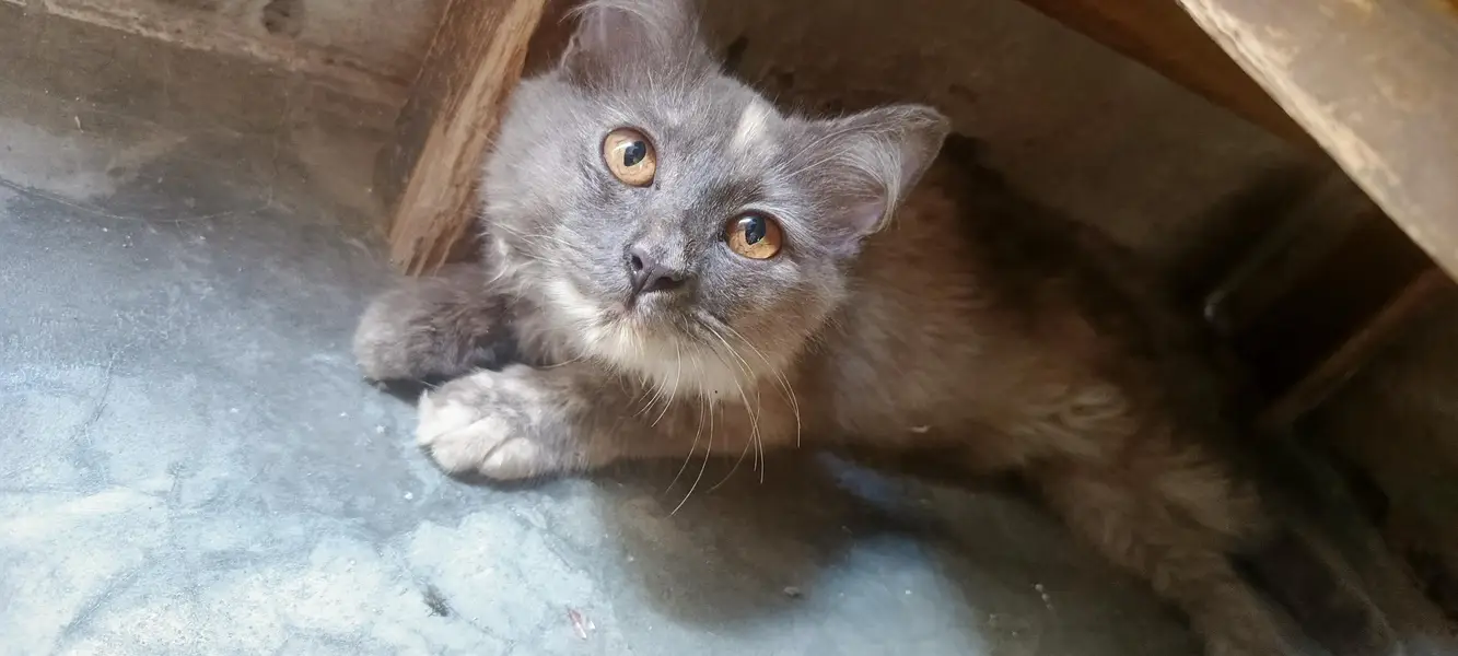 persian cat — photo 2