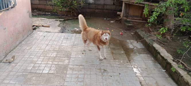 Serbian Husky 18 months age