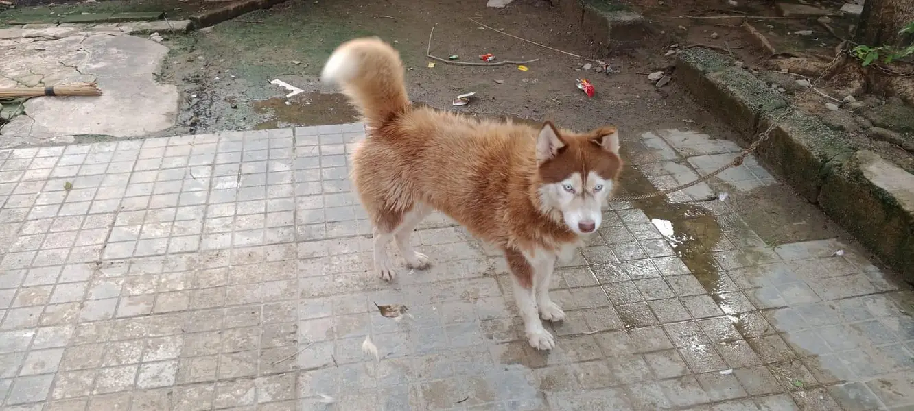 Serbian Husky 18 months age — photo 3