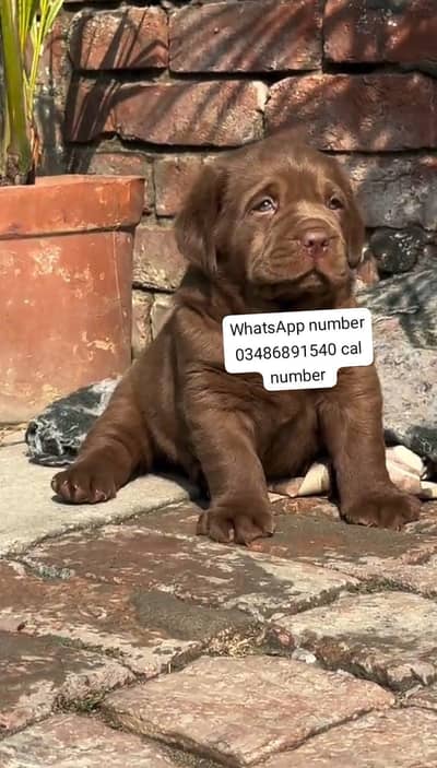 Labrador puppies for sale