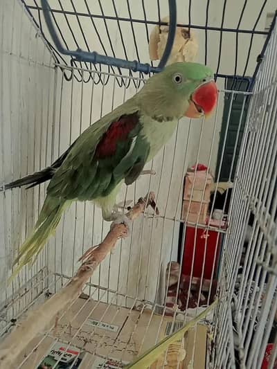 Healthy 2 Months Raw Parrot for Sale