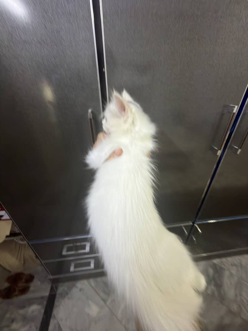 Kitty triple coated 1